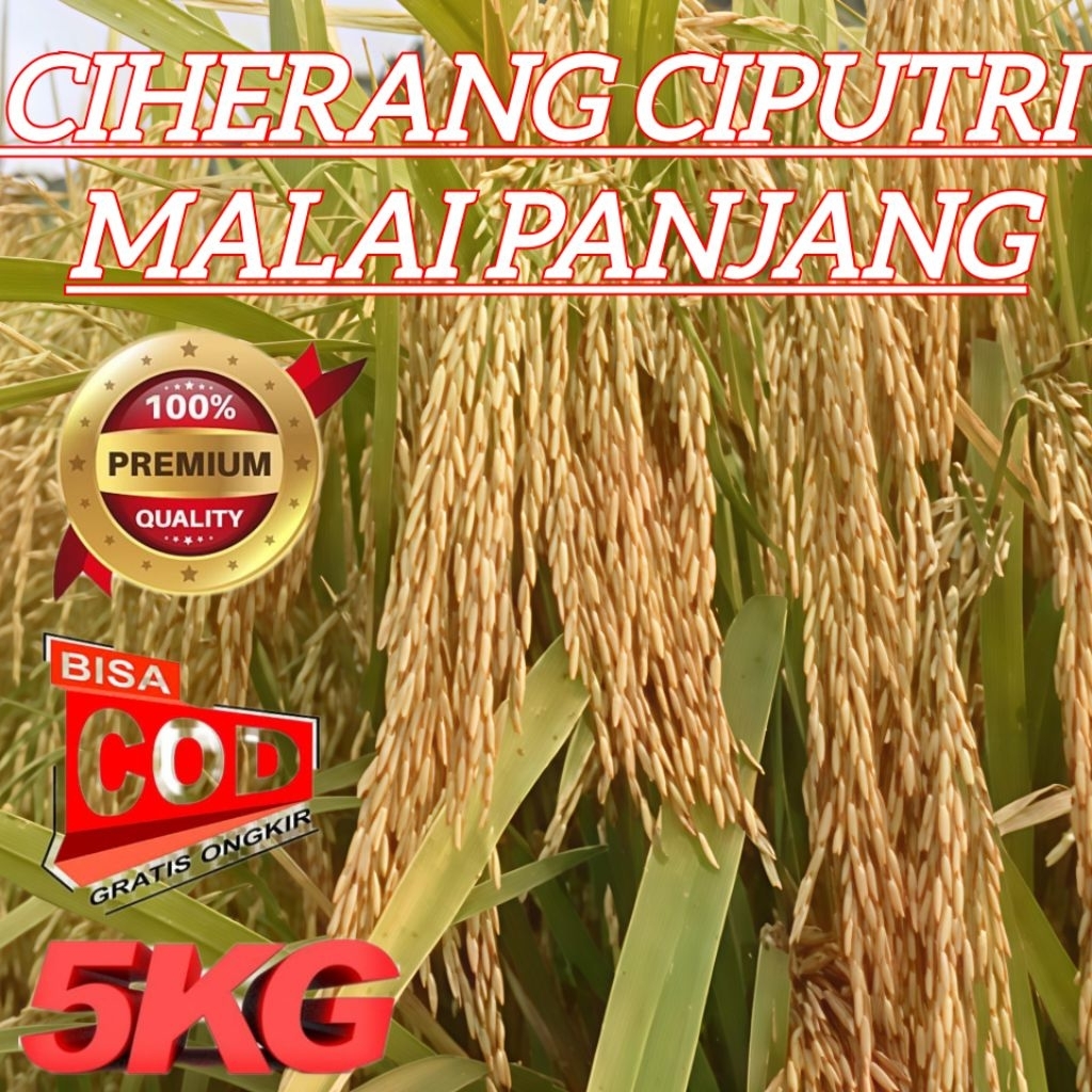 Benih padi Ciherang Ciputri (Malay panjang) benih padi pilihan 5 kg