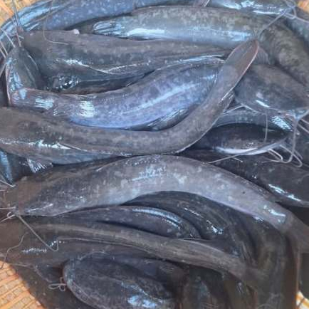 Ikan Lele 1Kg Ikan Lele Hidup Ikan Lele Segar