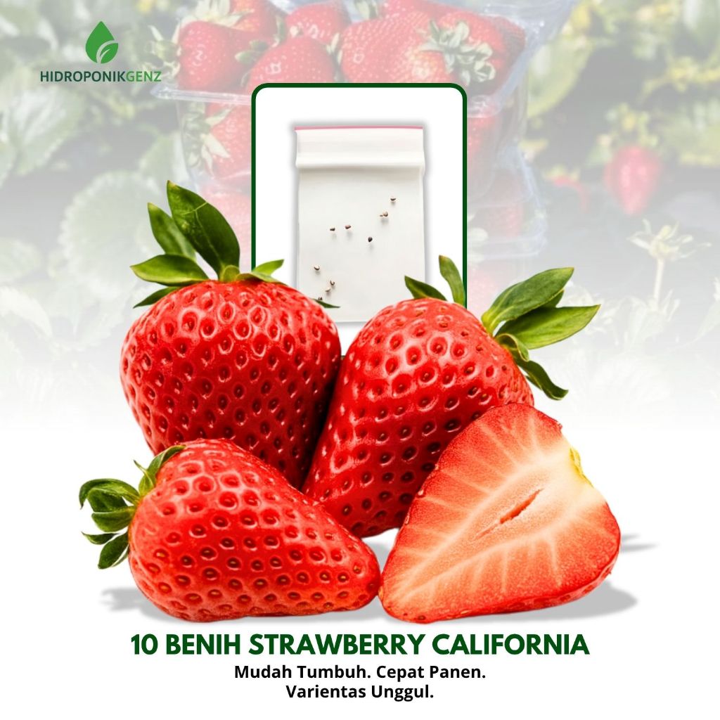 Benih Strawberry | 10 Benih Strawberry California Cepat Berbuah