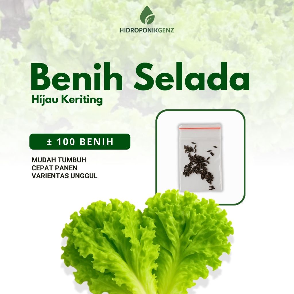 Benih selada - 100 Benih selada hijau keriting unggul