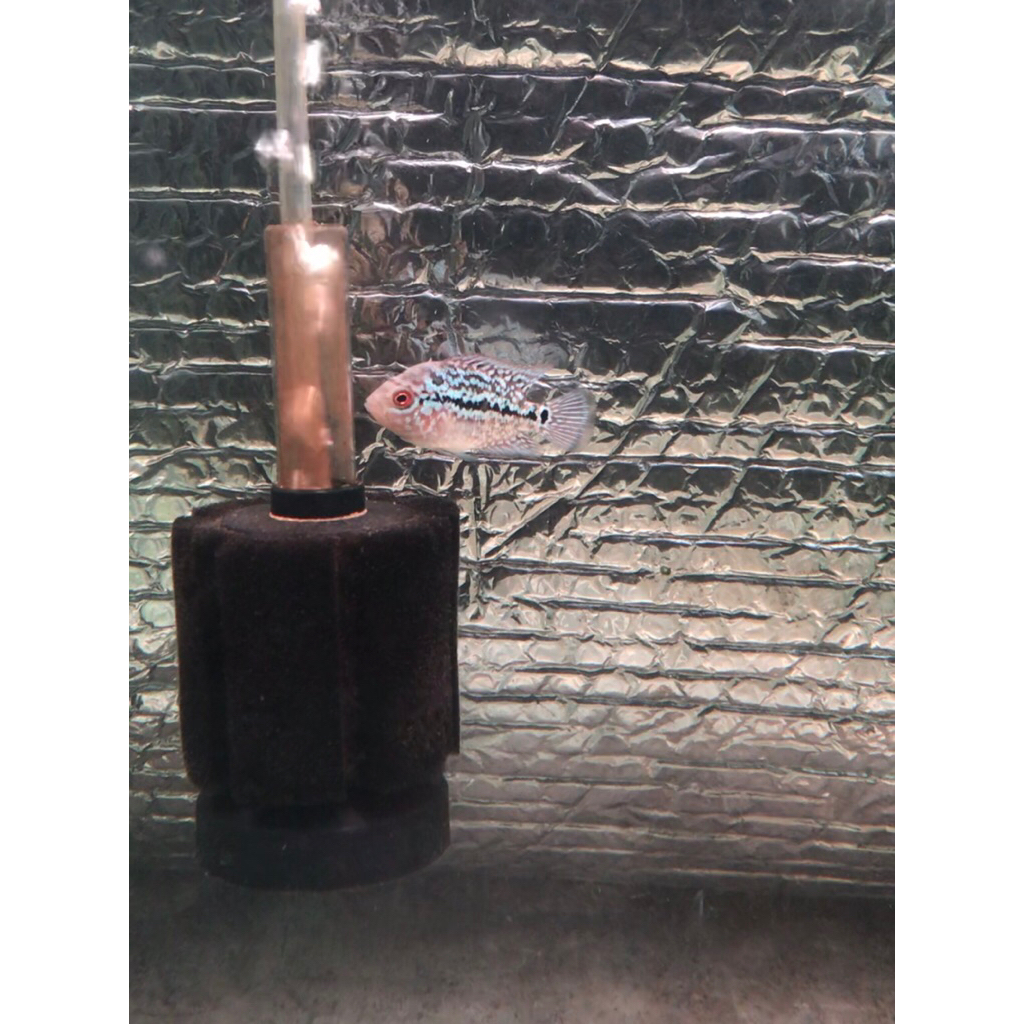 ikan louhan kamfa golden base ( burayak ) Size 3-4cm