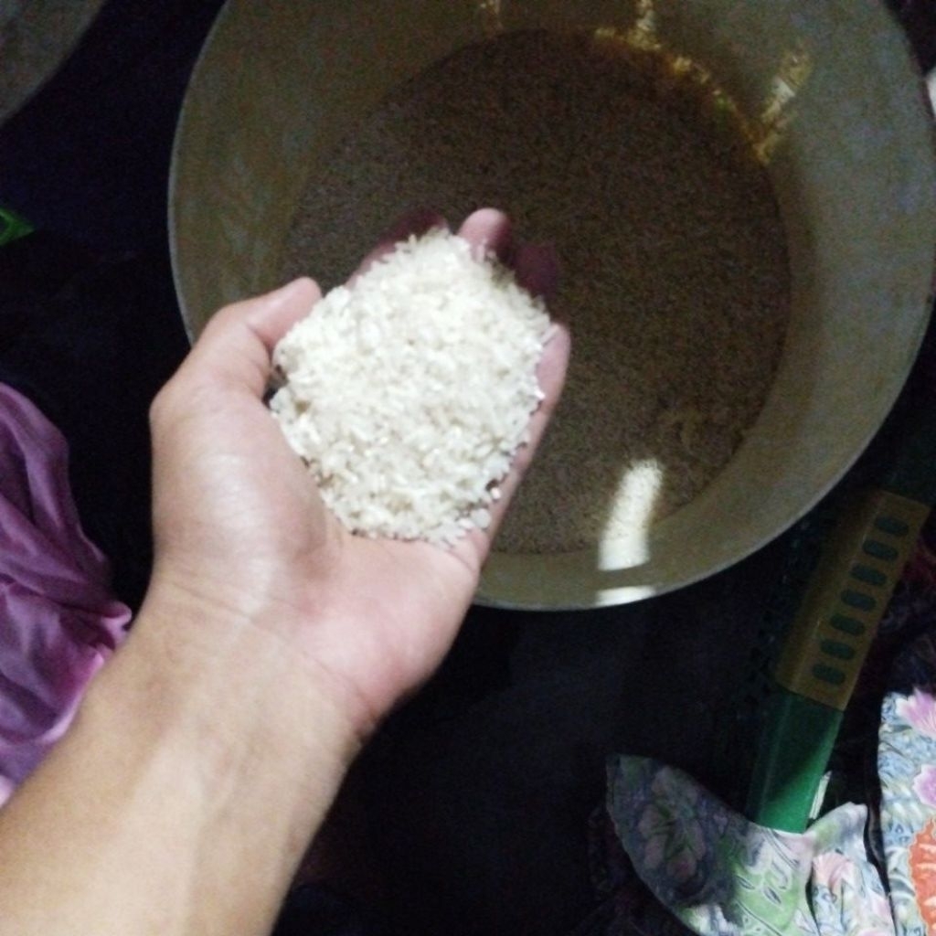beras salep langsung dari petani murah (link jamu wantong serbuk)