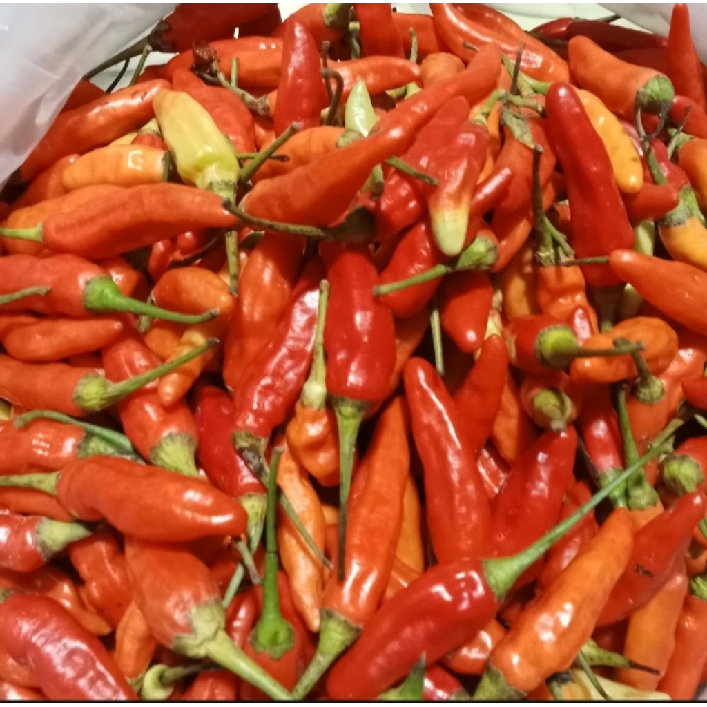 Rawit merah/cengek merah bandung