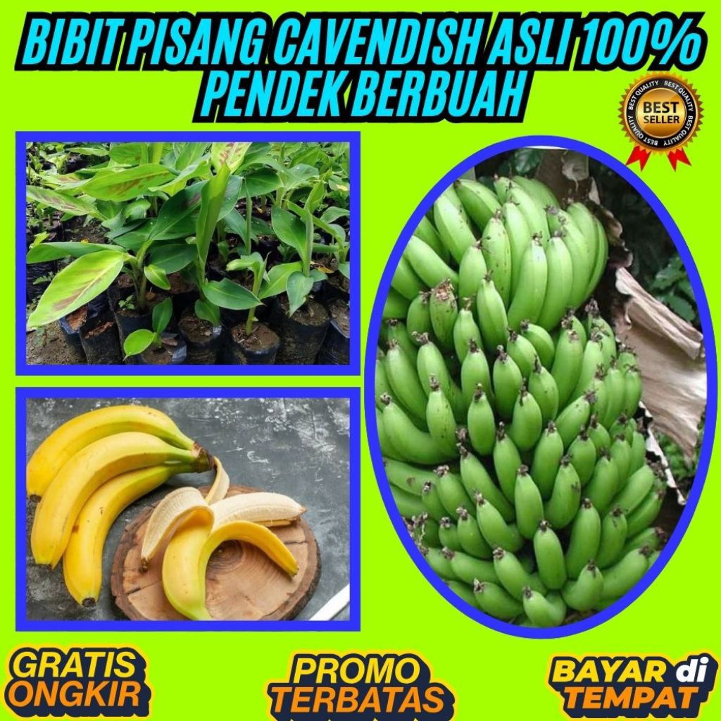 PROMO  Pohon Pisang Cavendish Berbuah Pohon Pisang Cavendish Dalam Pot