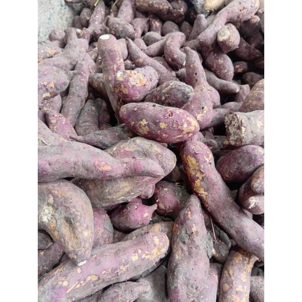 ubi jalar 1kg / ubi putih jalar