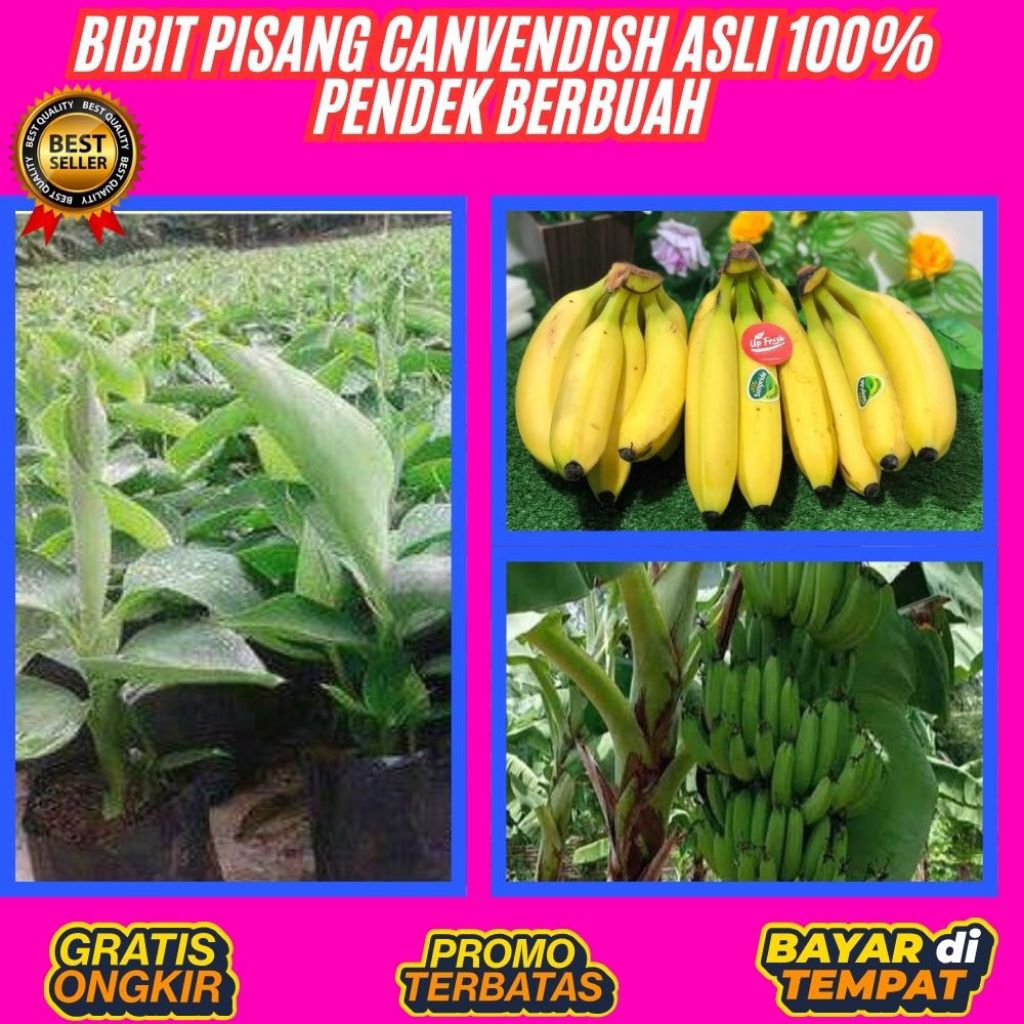 ASLI  Pohon Pisang Cavendish Mini Pohon Pisang Cavendish Pendek