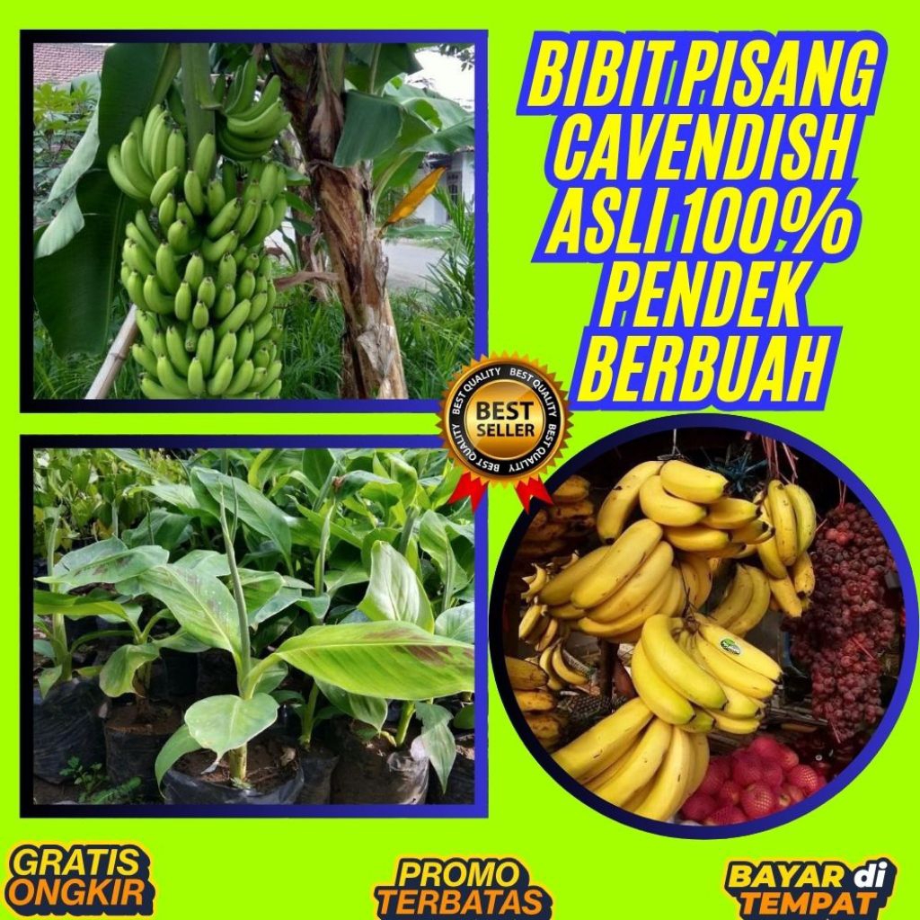 BISA PARTAI  Benih Pisang Cavendish Berbuah Benih Pisang Cavendish Dalam Pot