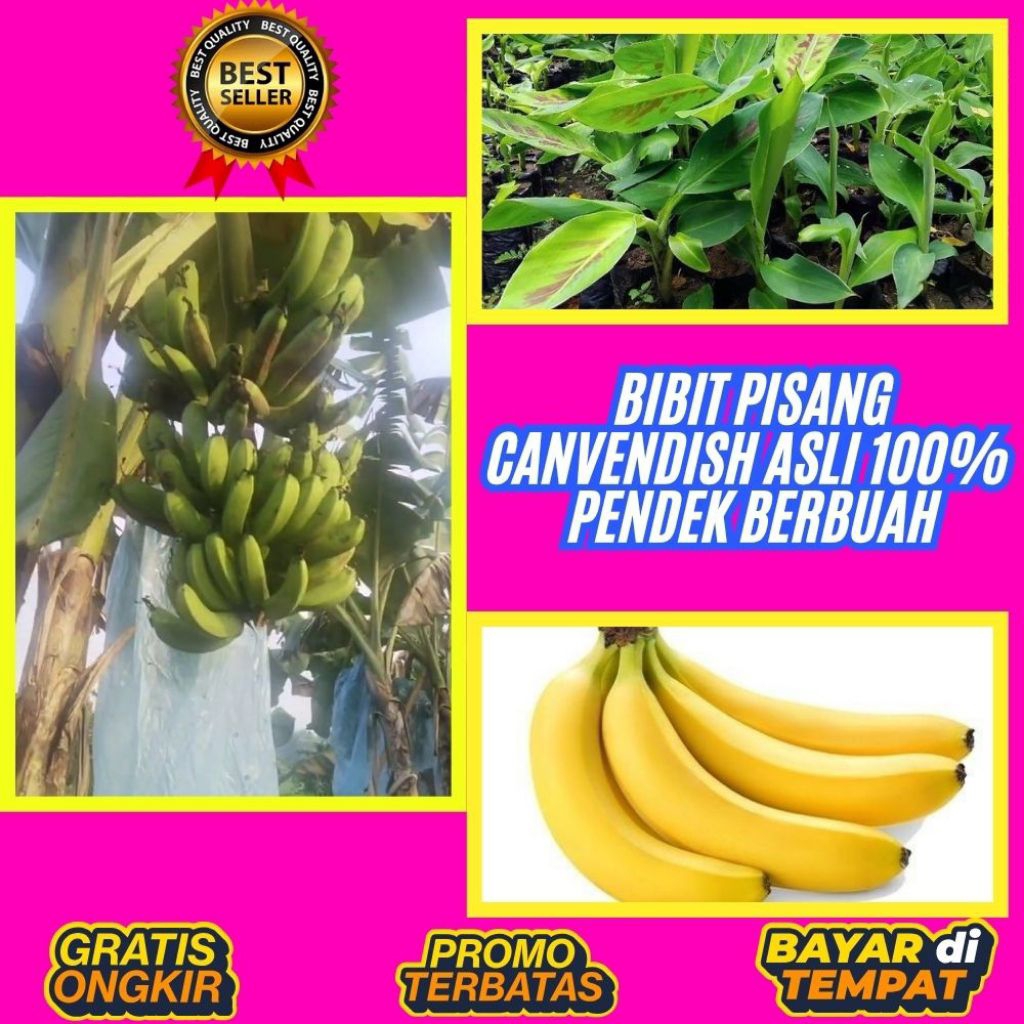 BIBIT SUPER !! Tanaman Pisang Cavendish Pendek  Tanaman Pisang Cavendish Super