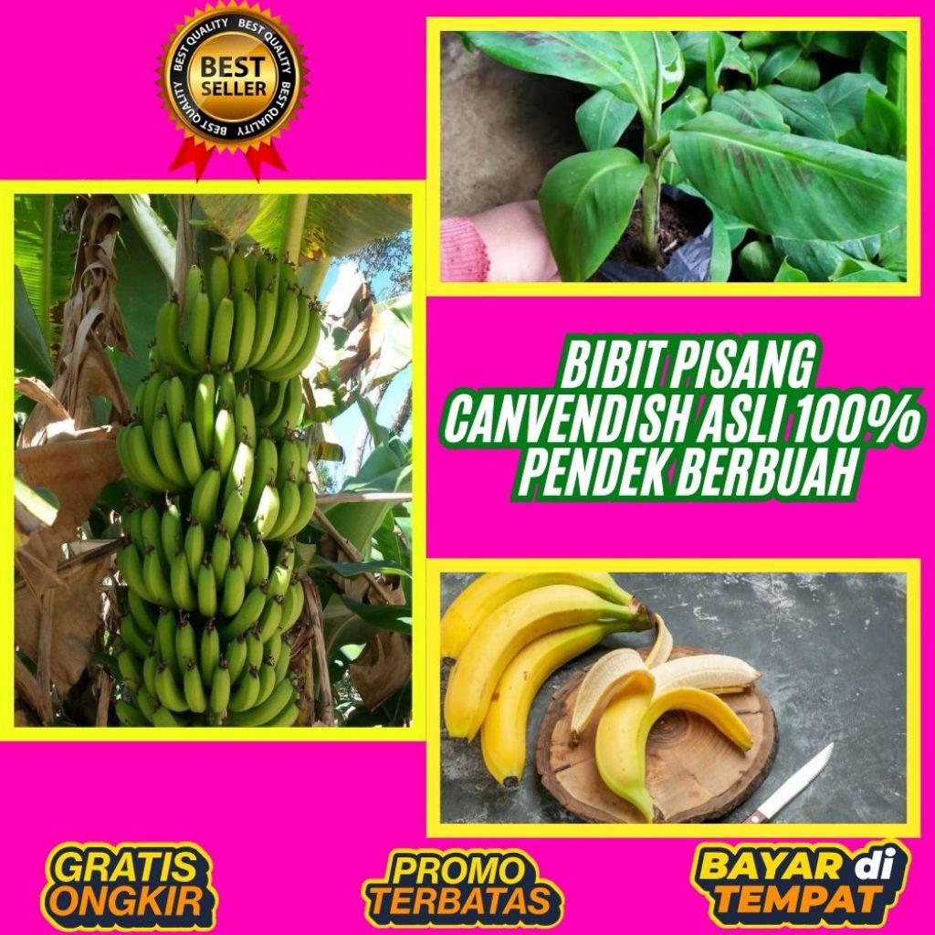 PROMO  Bibit Pisang Cavendish Asli  Bibit Pisang Cavendish Cj40  Bibit Pisang Cavendish Foto