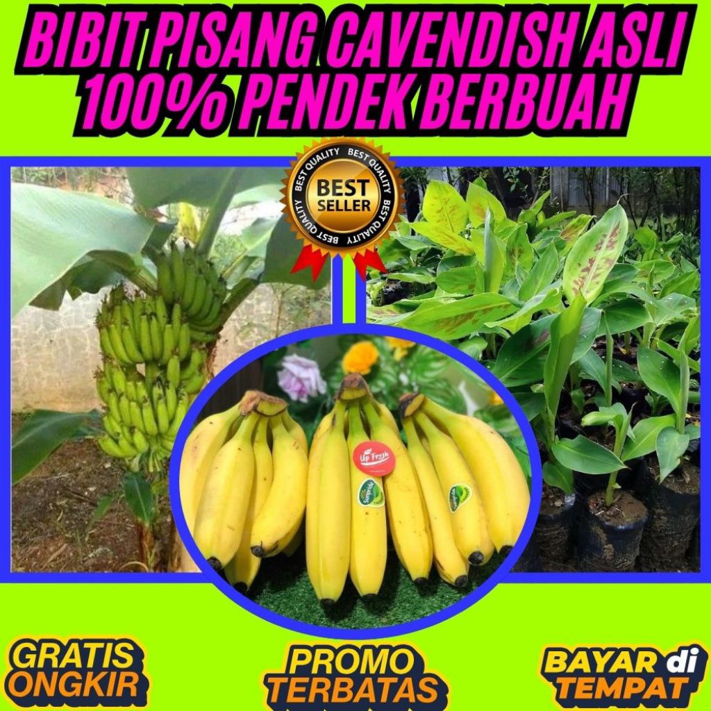 PROMO  Bibit Pisang Cavendish Asli Bibit Pisang Cavendish Cj40  Bibit Pisang Cavendish Foto