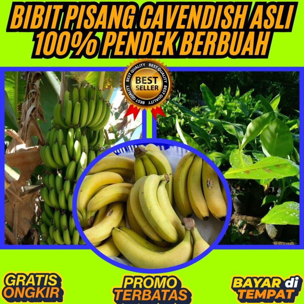 STOK TERBATAS  Bibit Pisang Cavendish Cj40  Bibit Pisang Cavendish Foto  Bibit Pisang Cavendish G9