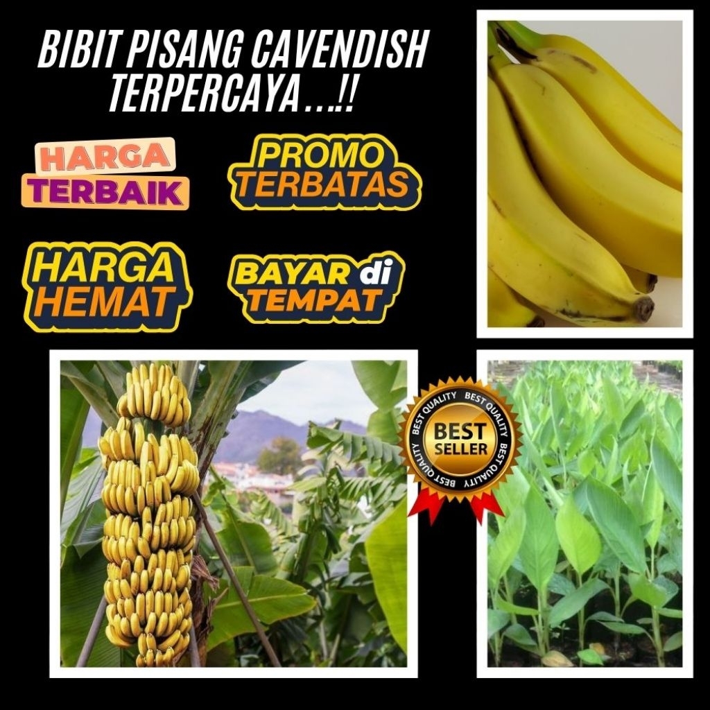 STOK TERBATAS  Bibit Pisang Cavendish Cj40