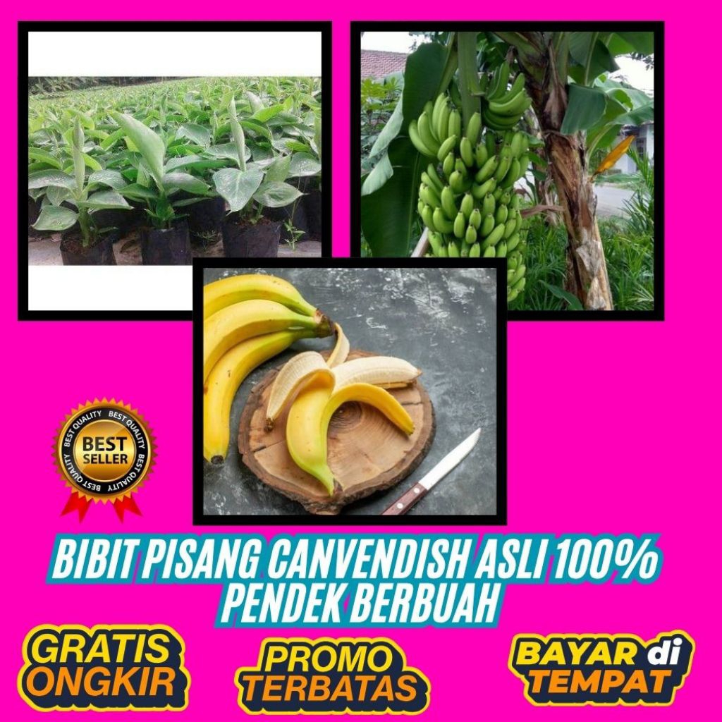 TERPERCAYA  Pohon Pisang Cavendish Pendek  Pohon Pisang Cavendish Sunpride  Pohon Pisang Cavendish Y