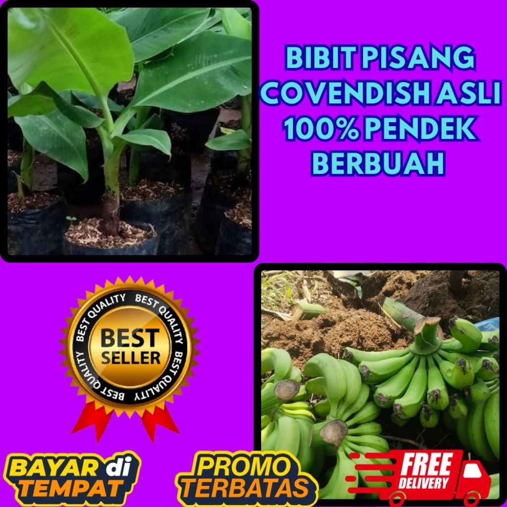 TERBUKTI ASLI !! Bibit Pisang Cavendish G9
