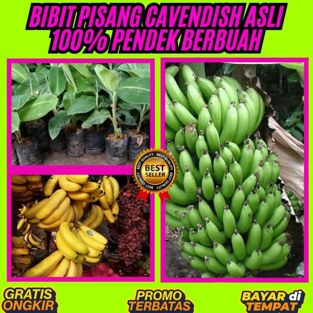 TERBUKTI ASLI  Pohon Pisang Cavendish Kuning  Pohon Pisang Cavendish Mini Pohon Pisang Cavendish Pen