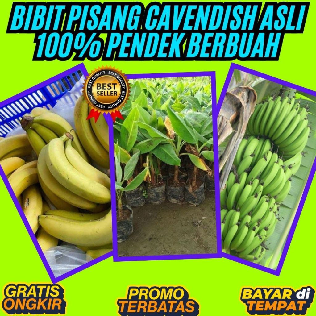 BISA GROSIR  Benih Pisang Cavendish Dalam Pot  Benih Pisang Cavendish Di Dalam Pot  Benih Pisang Cav