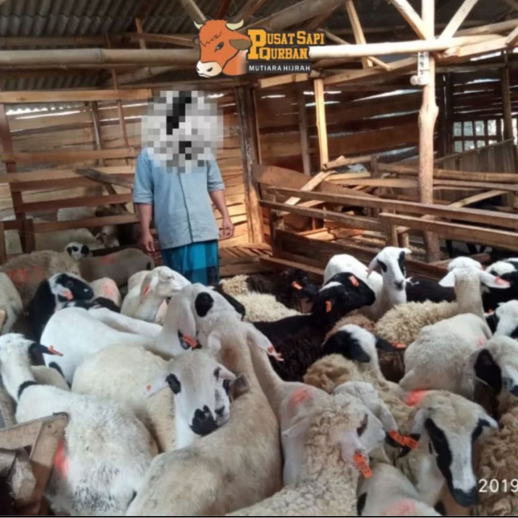 Pusat hewan qurban - Domba Qurban betina free ongkir jabodetabek