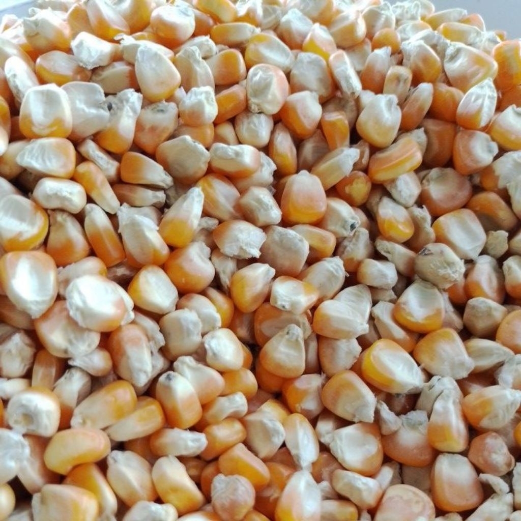 Jagung Hibrida kering 1KG