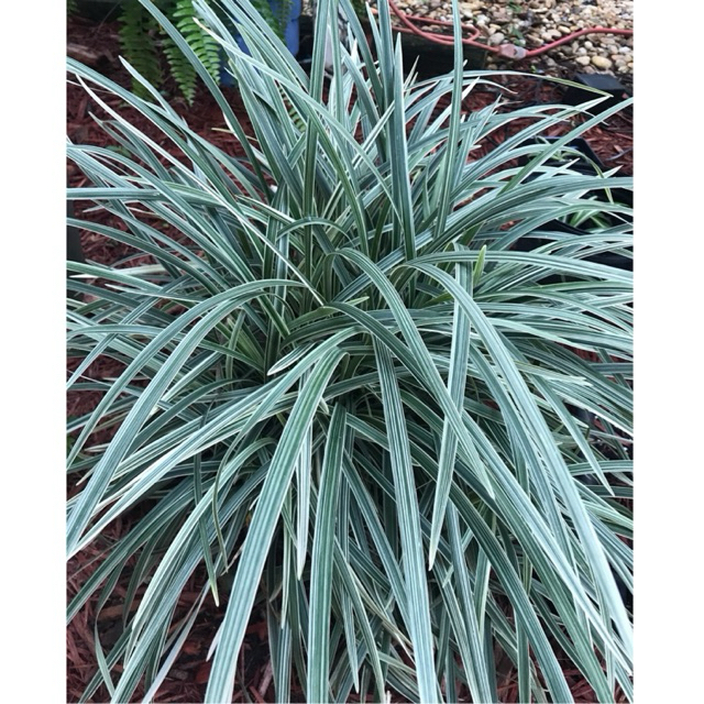 Tanaman Hias Lily alang putih - alang alang putih - ophiopogon jaburan