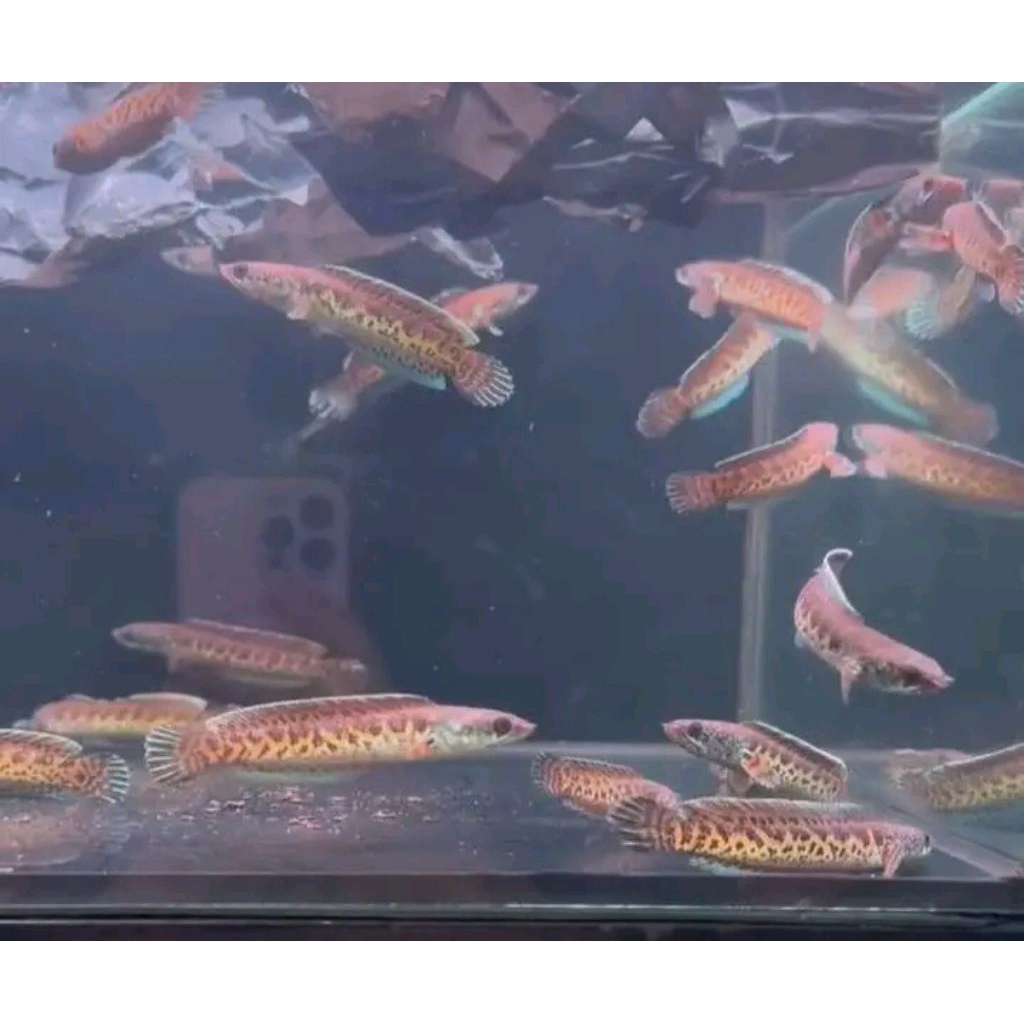 HIASAN AKURIUM IKAN CANA AURANTI 5_7CM