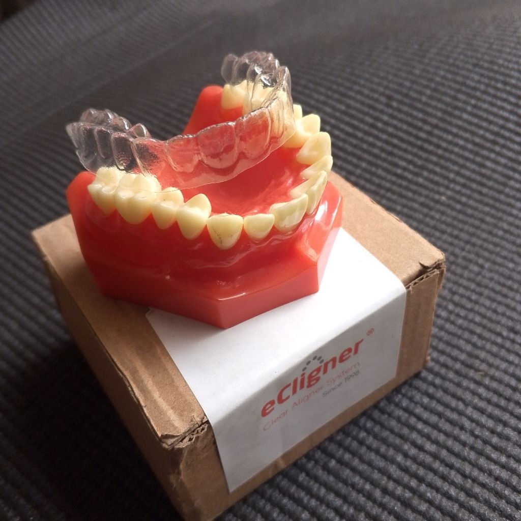 Typodont Model Gigi Aligner Ecligner Clear Aligner Peraga Pasang Gigi Aligner merapikan gigi