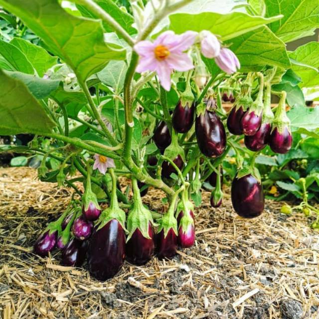 COD - Bibit Terong Bulat Ungu