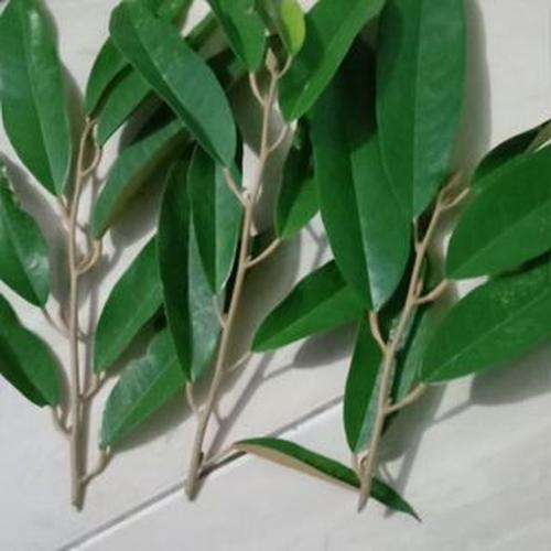 Bibit Durian (Entres)