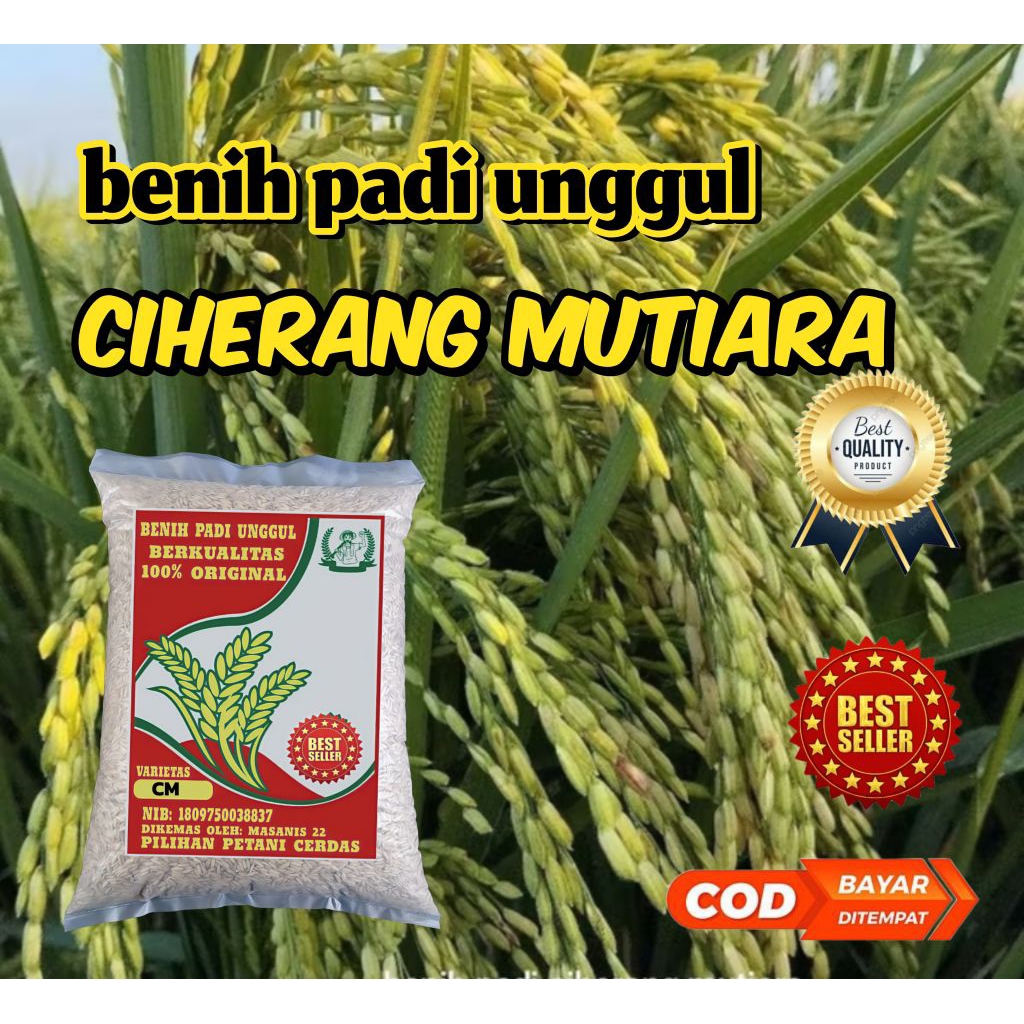 BENIH PADI CIHERANG MUTIARA BERKUALITAS 5KG