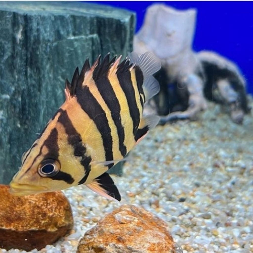 Datz sumatera 13-15cm 4 BAR SIMETRIS CROSSBELLY CROSSNECK CERAH