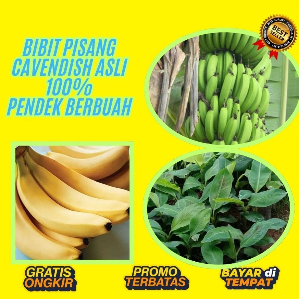 BIBIT SUPER  Tanaman Pisang Cavendish Pendek  Tanaman Pisang Cavendish Super
