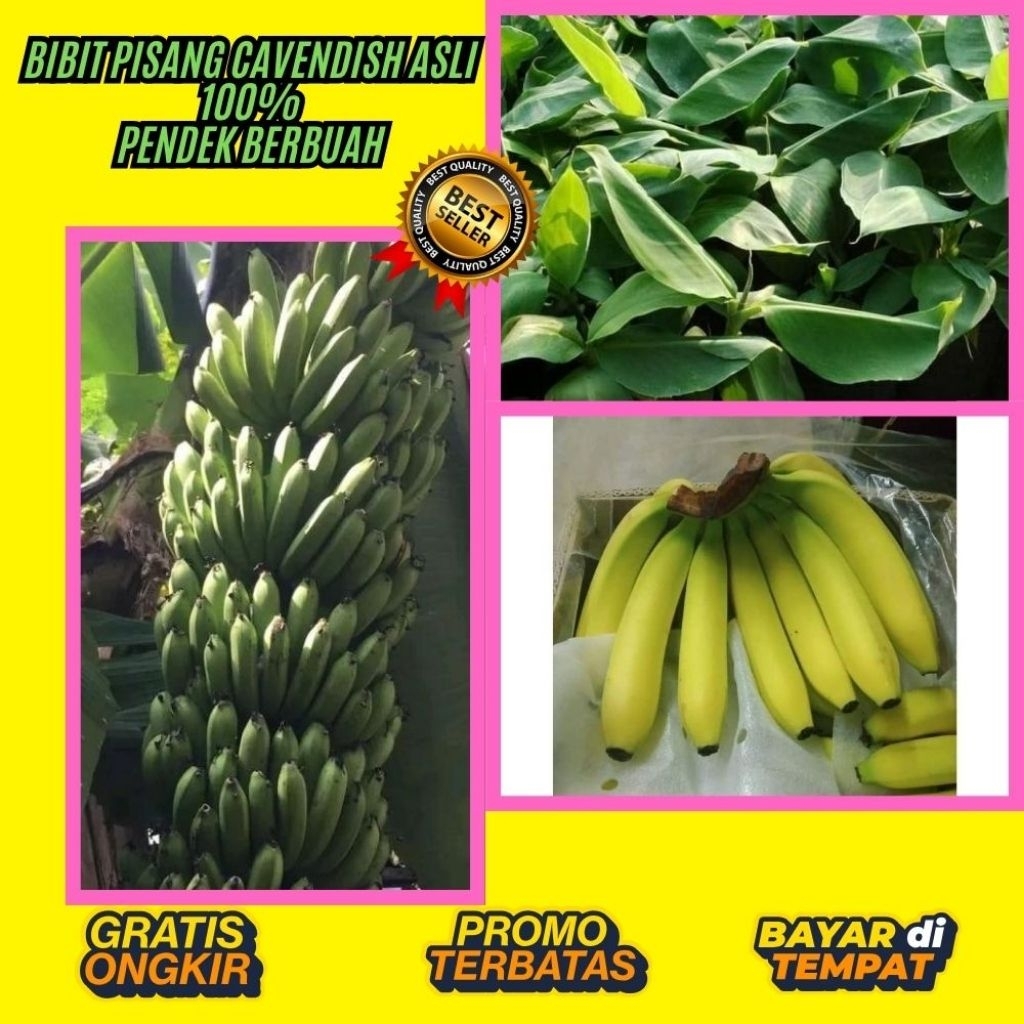 GRATIS ONGKIR  Bibit Pisang Cavendish Shopee  Bibit Pisang Cavendish Super Bibit Pisang Cavendish Te
