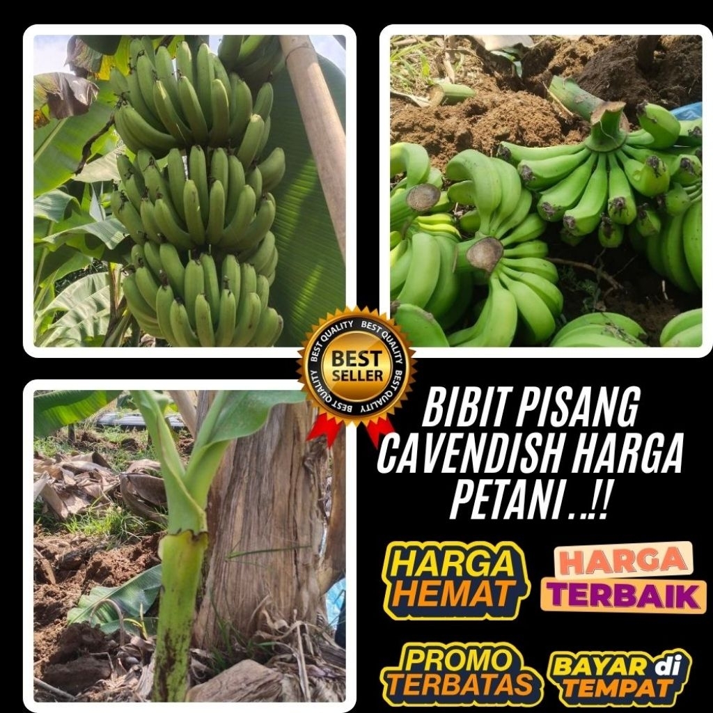 100% ASLI  Bibit Pisang Cavendish Sunpride Bibit Pisang Cavendish Shopee
