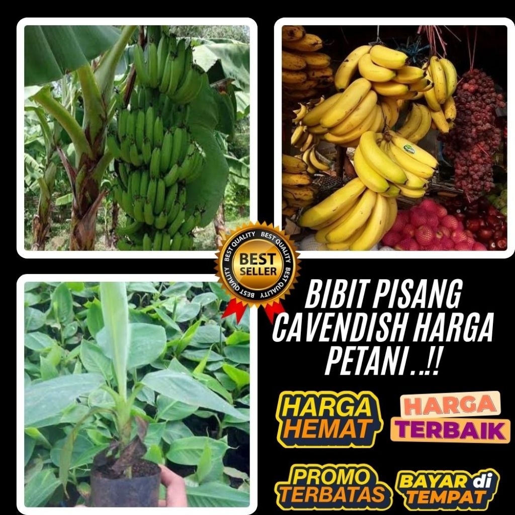 BIBIT BERKUALITAS  Pohon Pisang Cavendish Harga  Pohon Pisang Cavendish Kuning