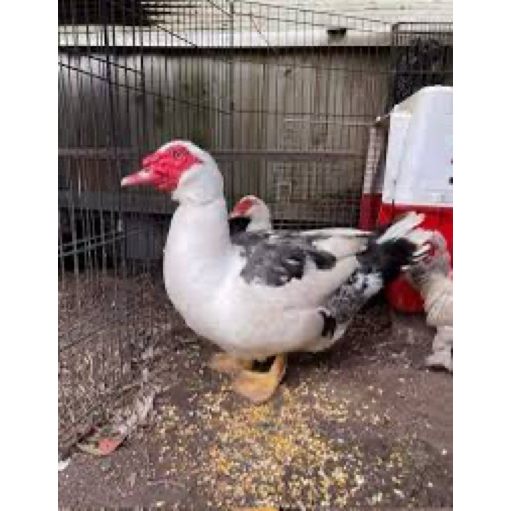 TELUR FERTIL MENTOK HIAS JUMBO UNTUK DI TETASKAN