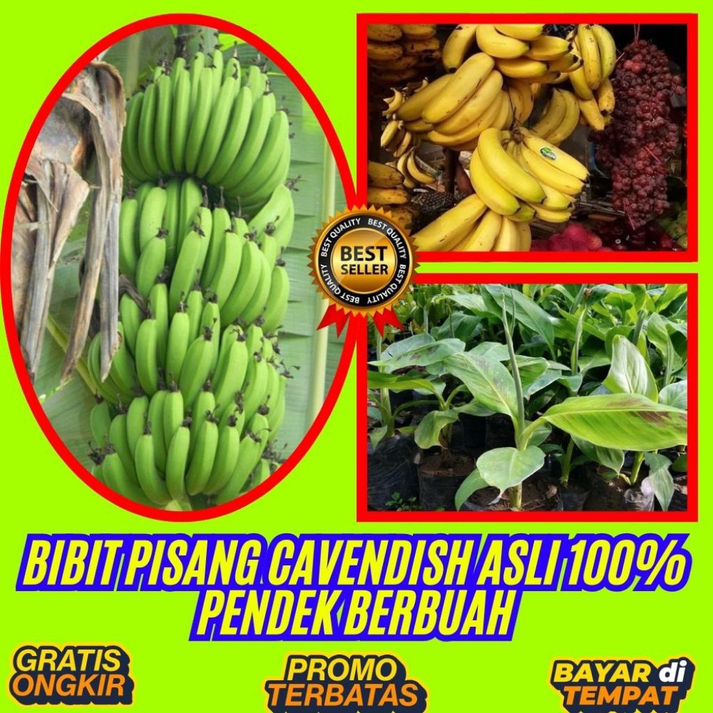 STOK TERBATAS  Benih Pisang Cavendish Mini Benih Pisang Cavendish Pendek Benih Pisang Cavendish Supe