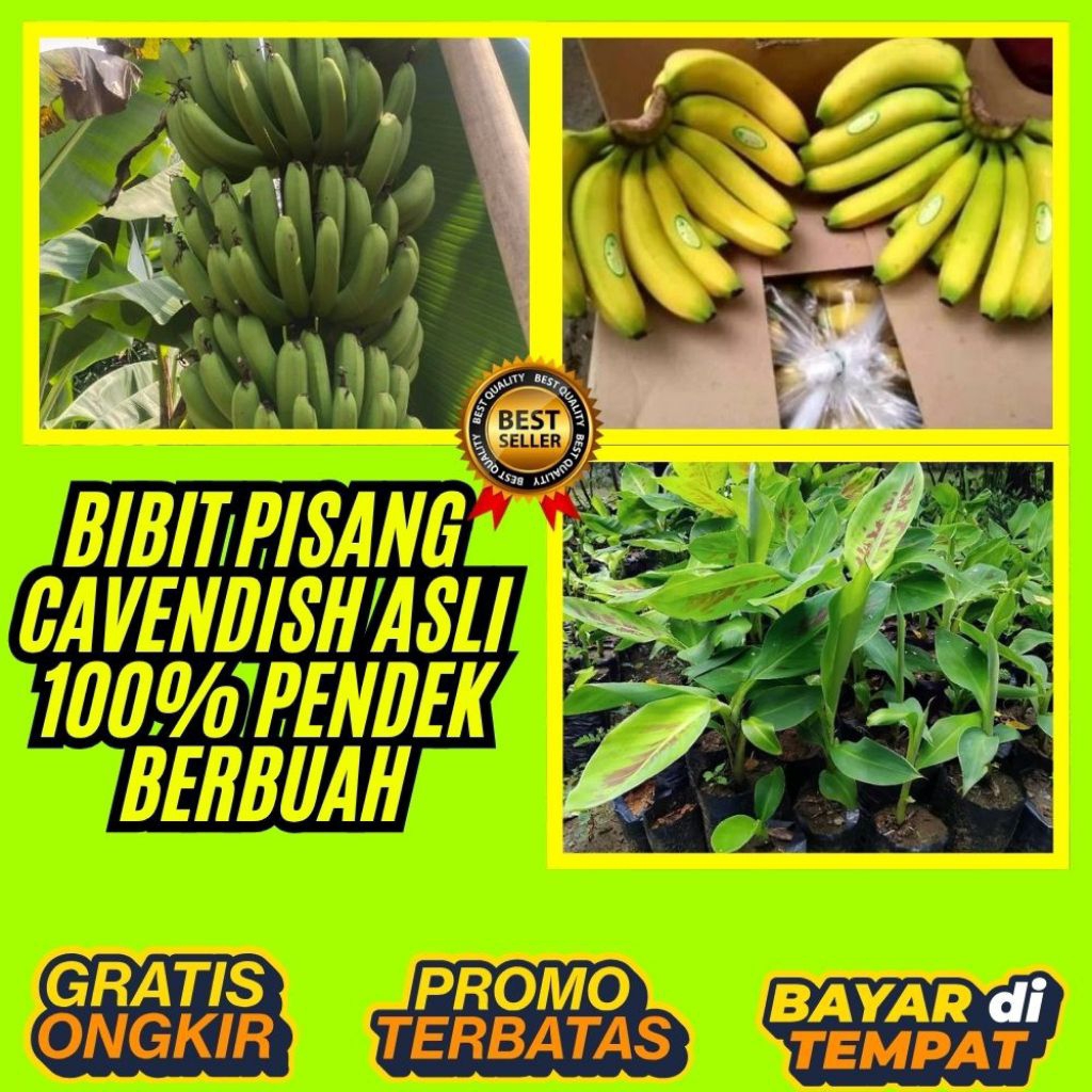BISA GROSIR  Tanaman Pisang Cavendish Mini Tanaman Pisang Cavendish Pendek Tanaman Pisang Cavendish 