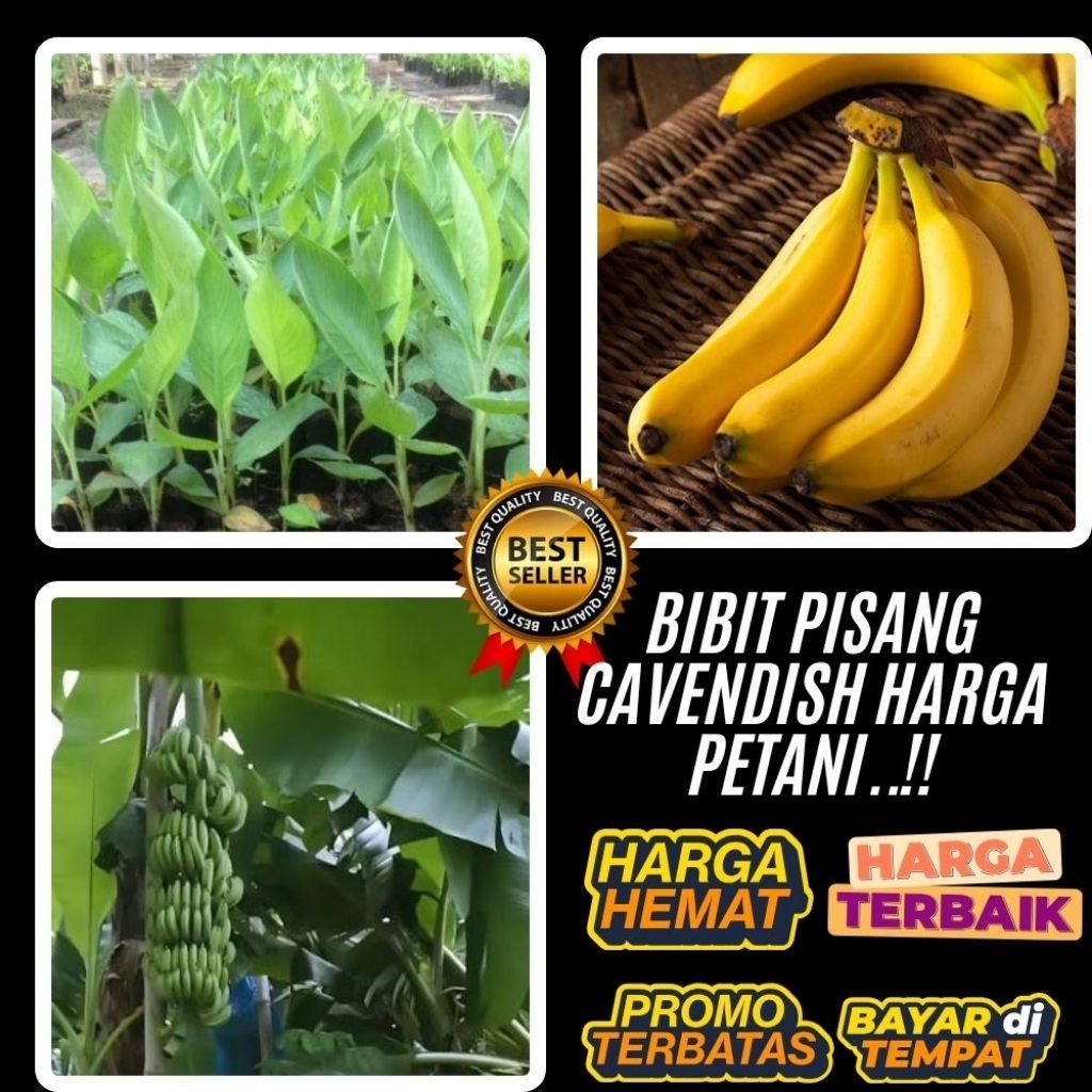 TERPERCAYA  Pohon Pisang Cavendish Pendek Pohon Pisang Cavendish Sunpride
