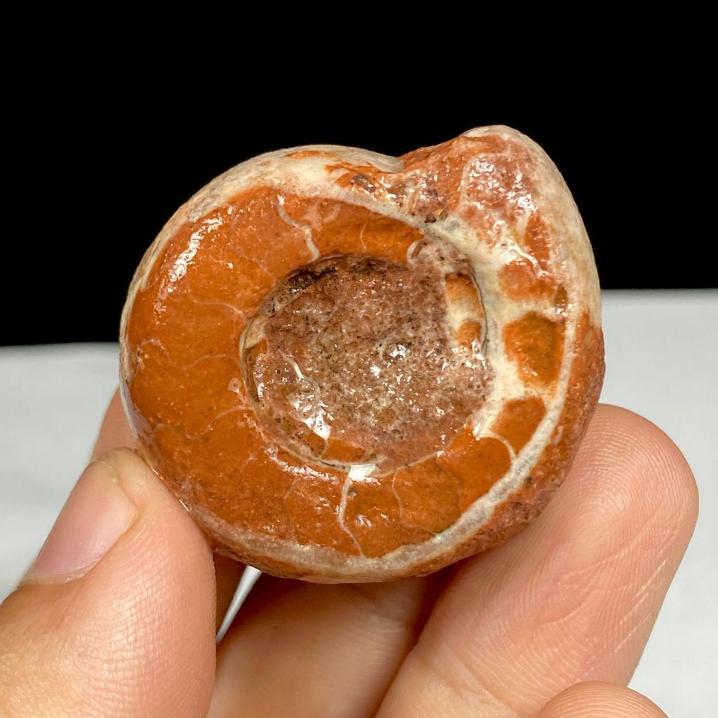 Fosil Ammonite Multicolor Dragon - Natural Ammonite Full Suture Calcite