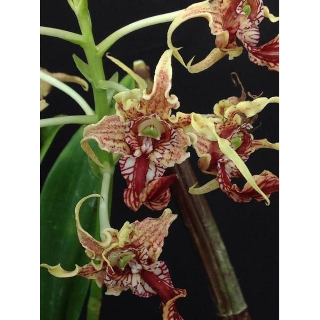 anggrek dendrobium spectabile remaja anggrek kriting anggrek endemik papua