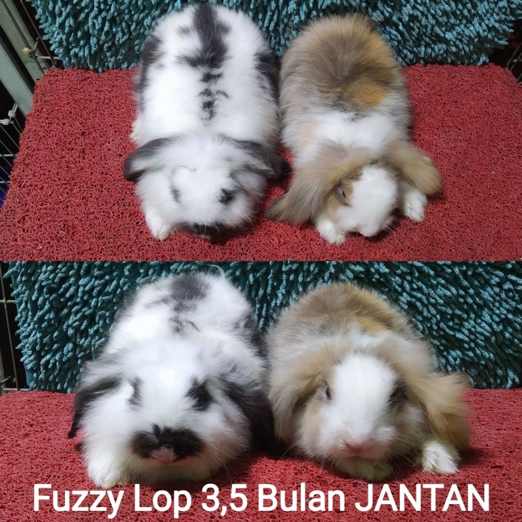 Anakan Kelinci Fuzzy Lop/Fuzzylop/FL/Fuzzylop/Fuzy Lop/Fujilop/Fuji Lop 3.5 bulan lebih