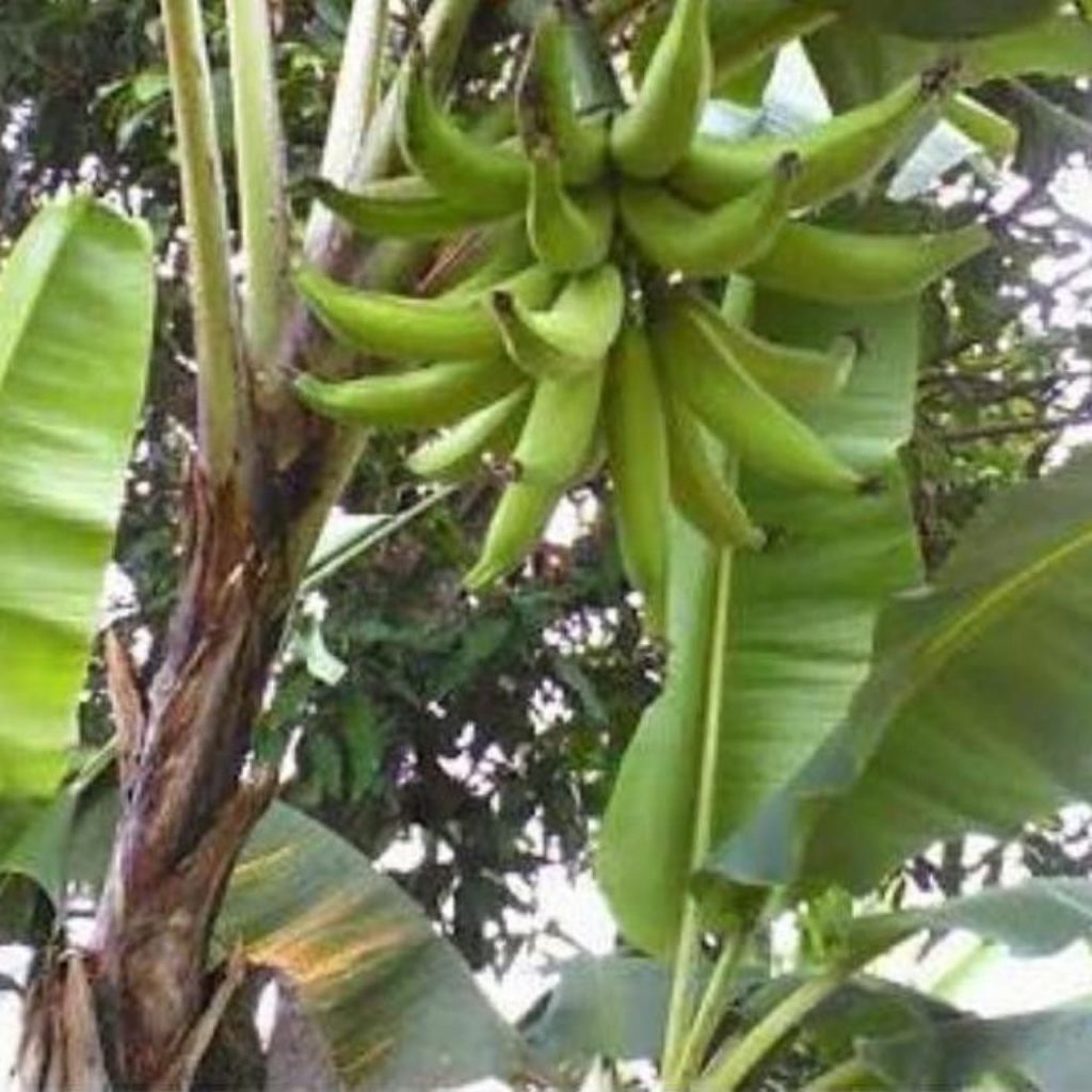 PROMO  Bibit Pisang Cavendish Asli Bibit Pisang Cavendish Cj40 Bibit Pisang Cavendish Foto