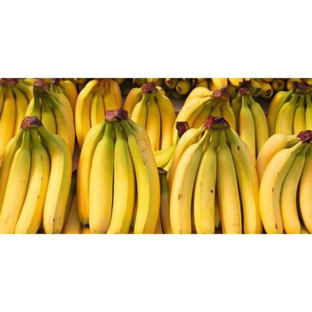 PROMO  Bibit Pisang Cavendish Asli Bibit Pisang Cavendish Cj40