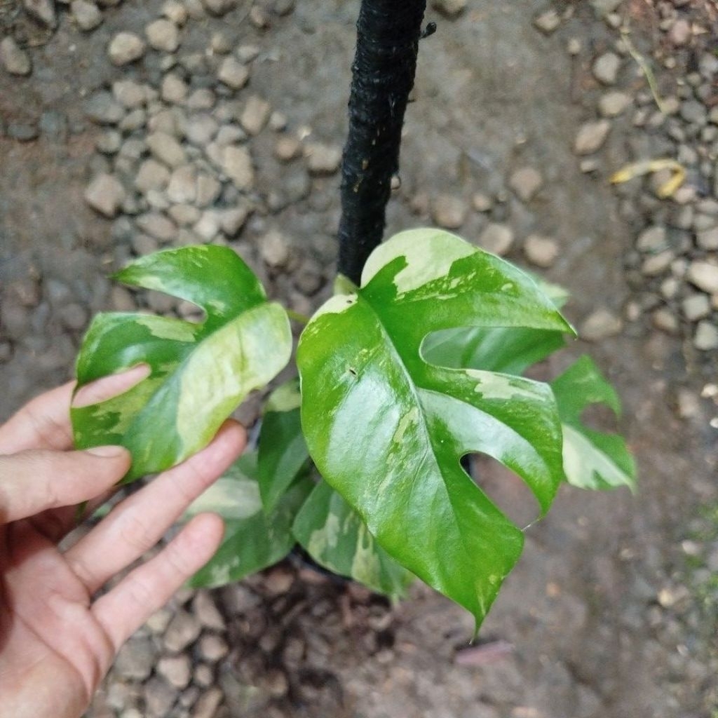 Tanaman Monstera Mini Variegata / Tetrasperma Variegata