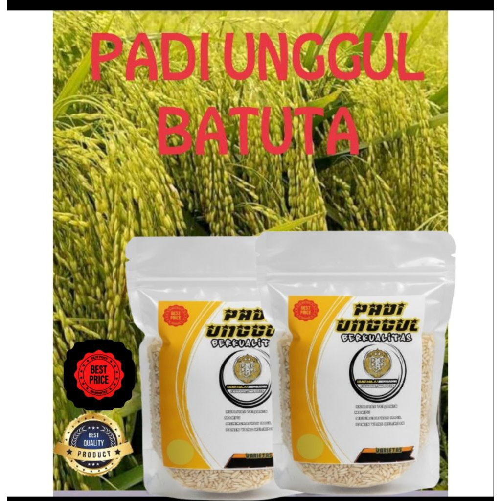 BENIH PADI unggul ub batuta SUPER UNGGUL kemasan 1kg