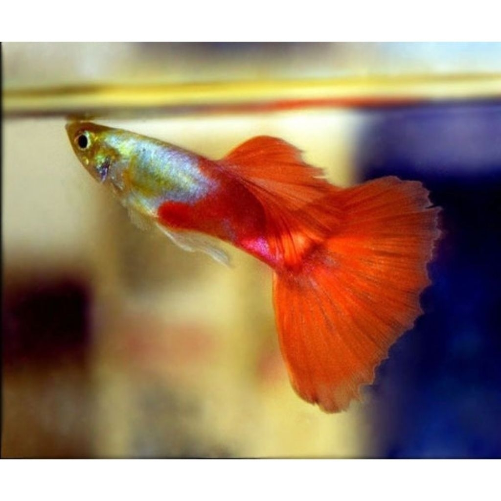 dekorasi akuarium guppy Platinum red tail