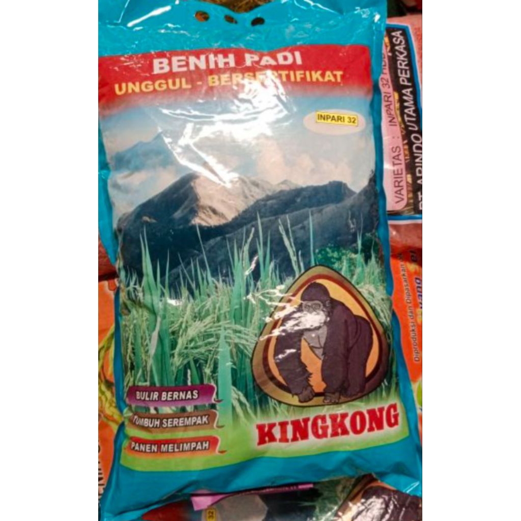 benih padi inpari 32 kingkong