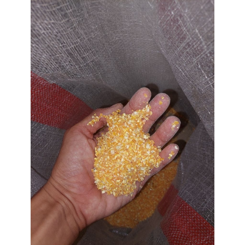 JAGUNG MENIR