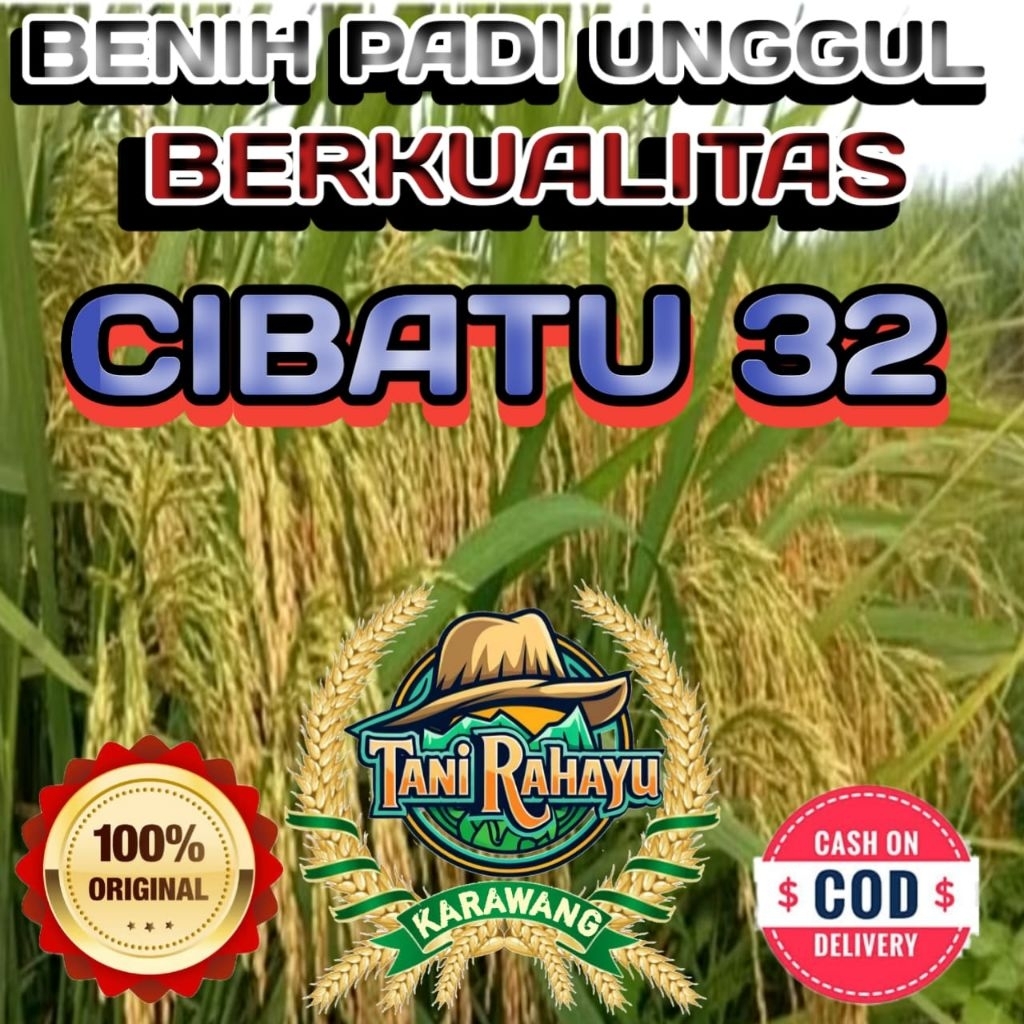 BENIH PADI CIBATU 32 BERKUALITAS ORIGINAL KEMASAN 5KG