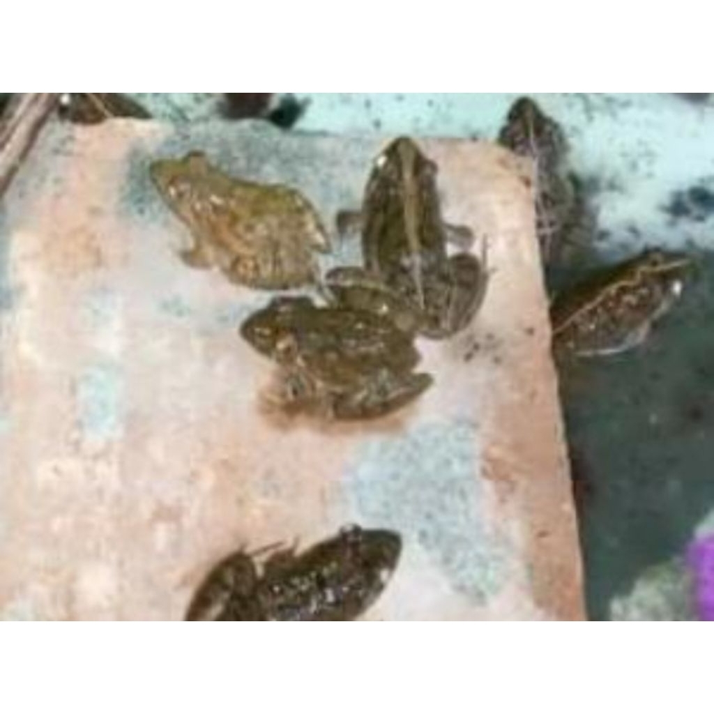 kodok sawah katak sawah pakan predator arwana channa dll