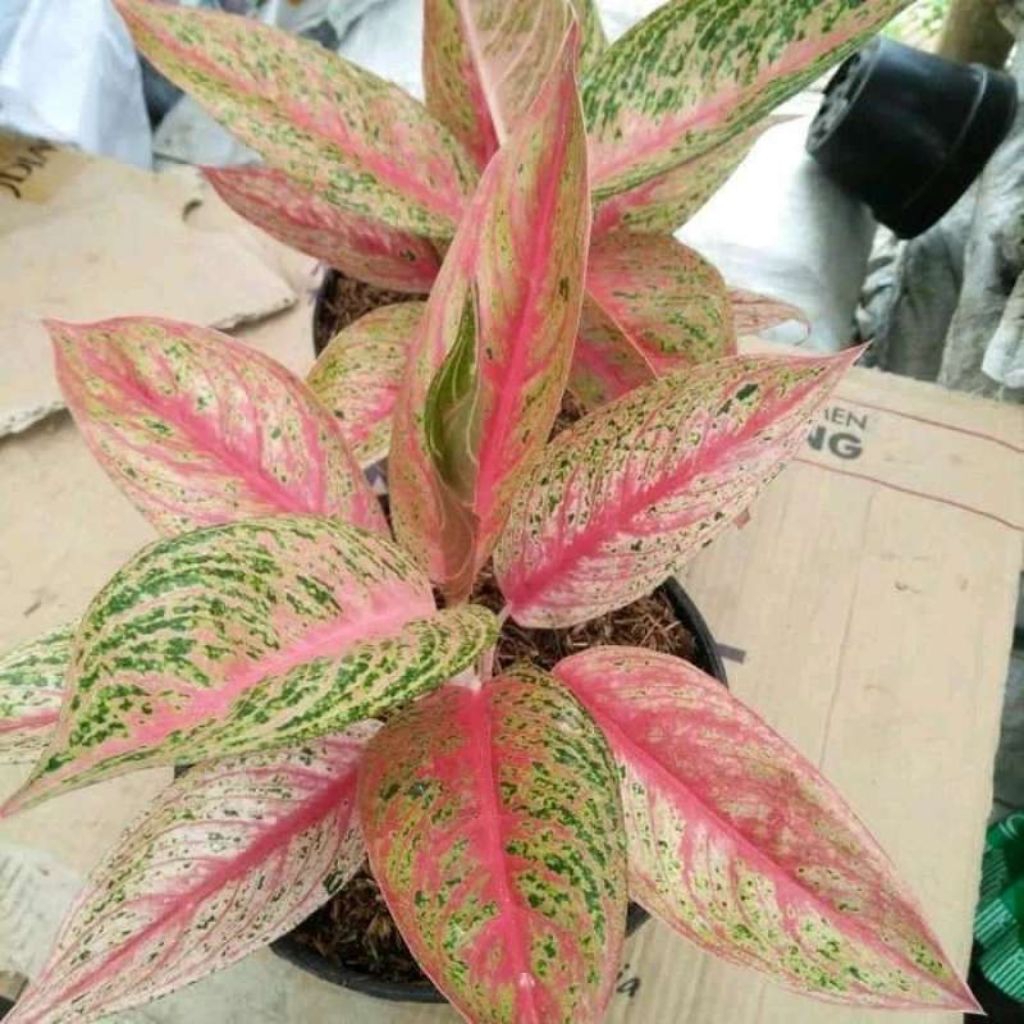 (BISA COD) PROMO Aglonema bigroy dewasa - tanamanhias aglonema bigroy dewasa